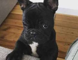 French bulldog