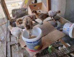 Ù„Ù„Ø¨ÙŠØ¹ ØµÙŠØµØ§Ù† /chicks for sale