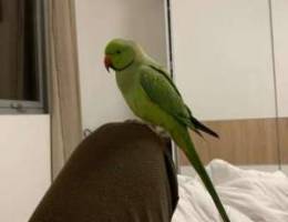 parrot Ø¨Ø¨ØºØ§Ø¡ Ø¯Ø±Ù‡