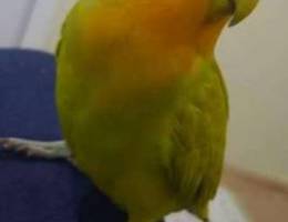 Lovebird for sale