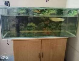 Aquarium with arowana for sale