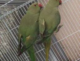 Green parrot for sale 60 dinar