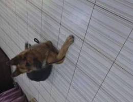 German shepherd with cage for urgent sale