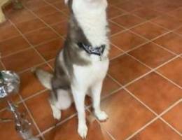 husky male 1 year and 3 months old