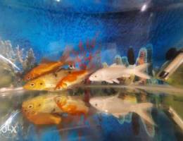 Aquarium and 4 fish for sale(no motor and ...