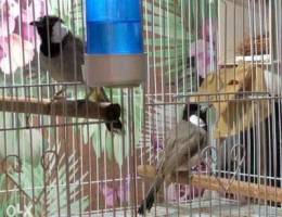 bulbuls for sale