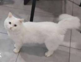 Persian cat available for adoption (FREE)