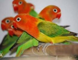 for sale pair of love bird euwing