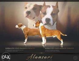 American Staffordshire Terrier