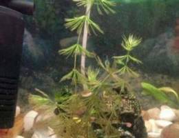 Hornwort water plant for sale