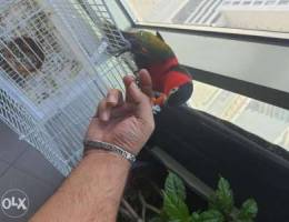 Black cap lory