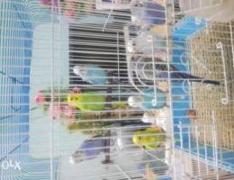 Home breed budgies