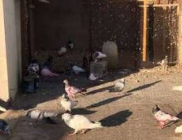 pakiatani pigeons for sale