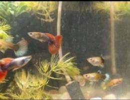 Guppies for sale