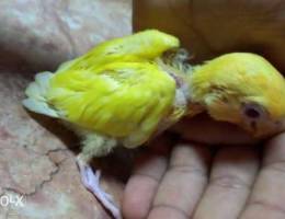 baby latyno lovebird