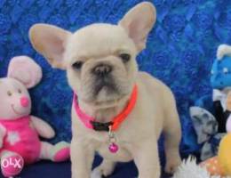 French bulldog available in bahrain