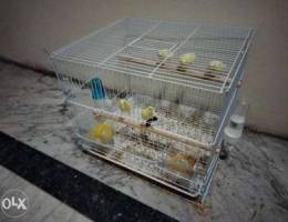 Canary birds for sale