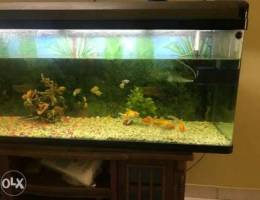 Aquarium for sale