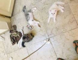 7 weeks Persian kittens for sale