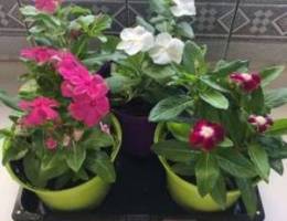 Flower plants for sale