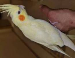 cockatiel lutino pearl male pet