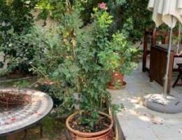 Large rose plant with ceramic pot