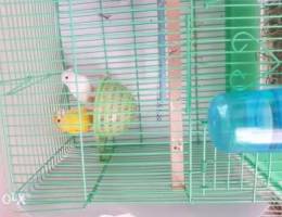 Canary Breeder pair for sale with cage