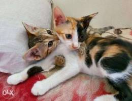 Cute Kittens for loving Home