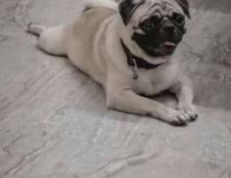 Cute pug for sale.