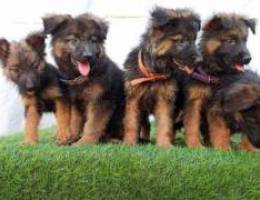 German Shepherd puppies