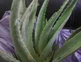 Fresh aloe veras