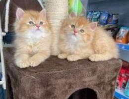 Persian kittens available for sale