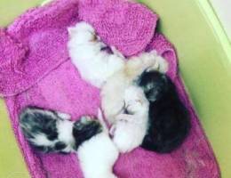 7 weeks Persian kittens for sale