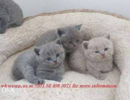 British Shorthair Kittens