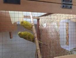 Budgies for sale with 1chick and eggs