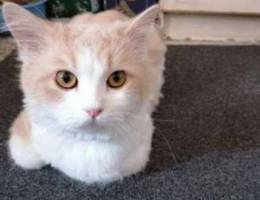 Persian Male Cat for urgent adoption for f...