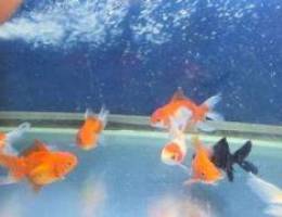 All type fish for sale