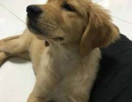 Golden retriever female