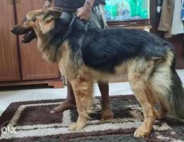 2 year old German shepherd for sale