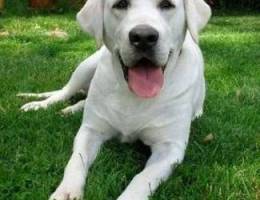 white color labrador for sale