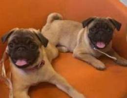 Special mini PUG from Europe for sale