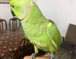 parrot for salw