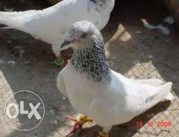 Pakistan pigeon