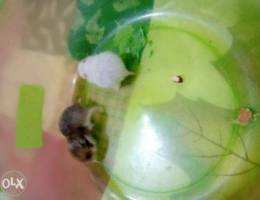 For sale two cute hamster baby's in good h...