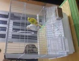 I want to sell Birds bd BD with cage