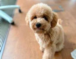 Poodle puppy