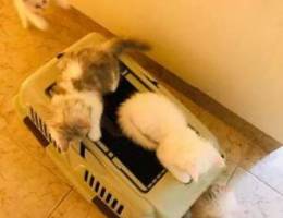 7 weeks old Persian kittens for sale