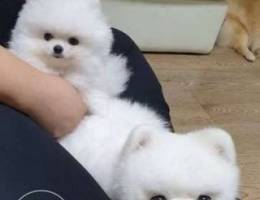 Beautiful Pomeranian puppies for adoption