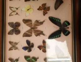 Preserved Butterflies