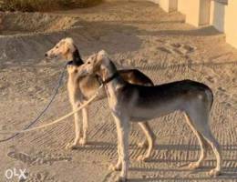 Saluki dogs for sale